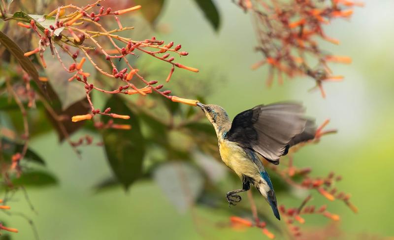 Pet-friendly villa Mahabaleshwar